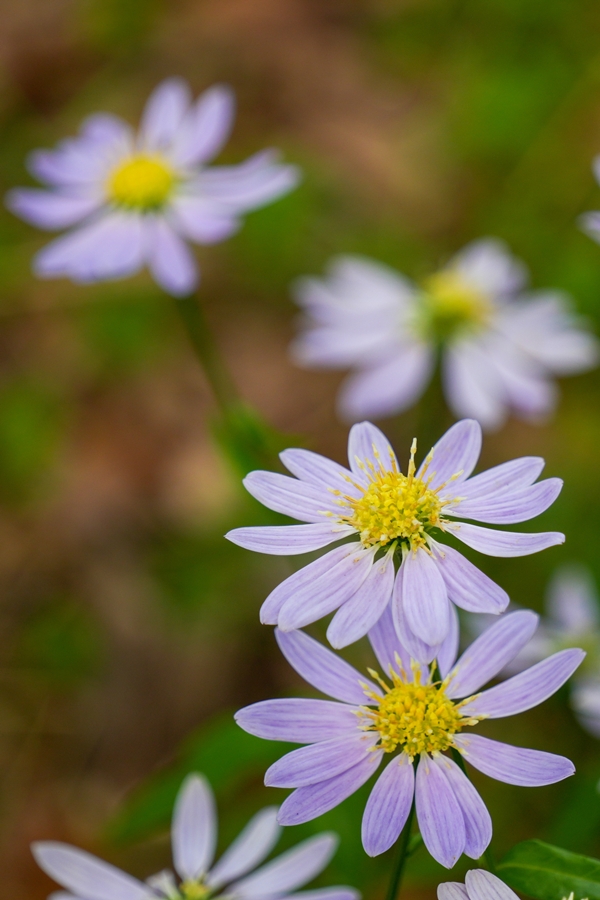 SONY α6700 + TAMRON 18-300mm F/3.5-6.3 Di III-A VC VXD