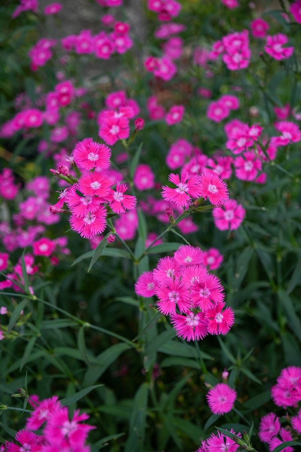 SONY α6700 + TAMRON 18-300mm F/3.5-6.3 Di III-A VC VXD