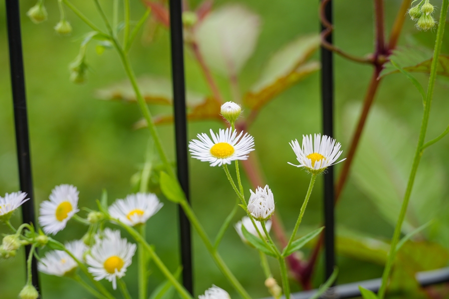 SONY α6700 + E 18-135mm f/3.5-5.6 OSS