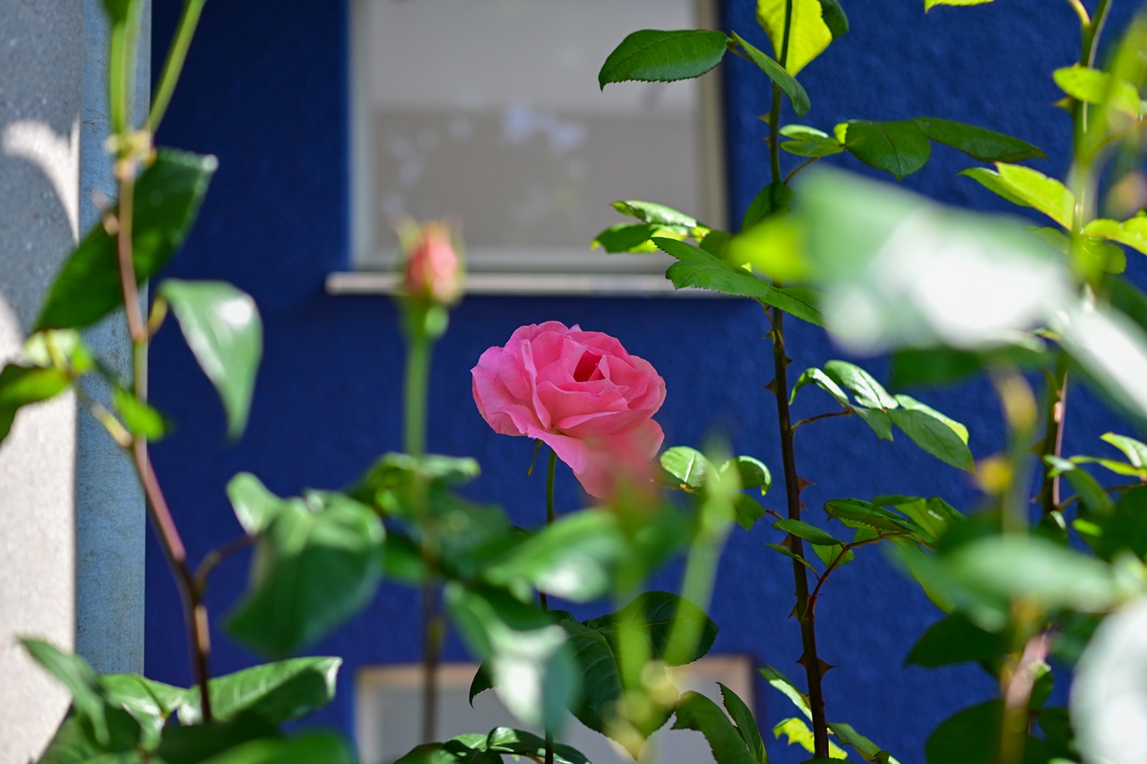 Nikon Z50II + NIKKOR Z 35mm f/1.8S