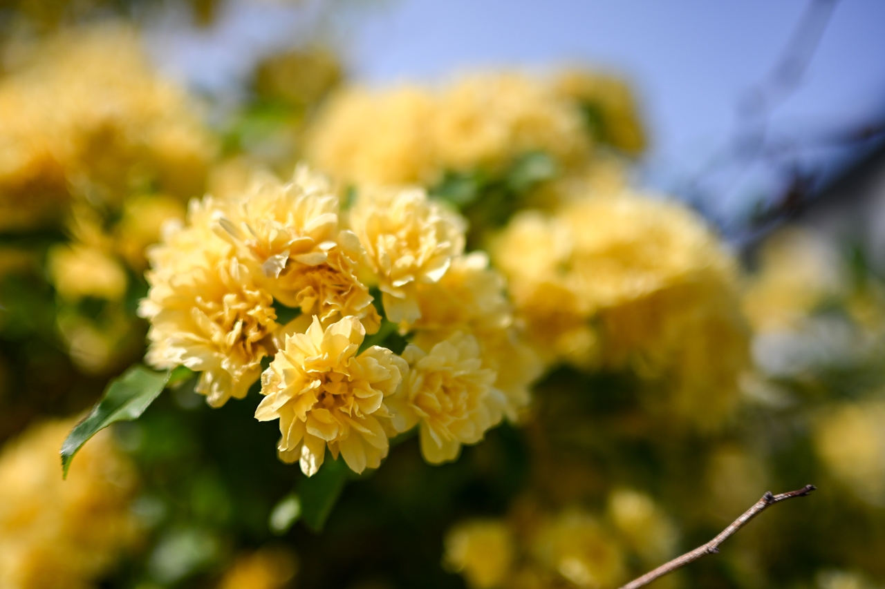 Nikon Z50II + NIKKOR Z DX 24mm f/1.7