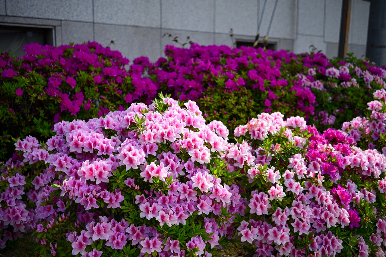 Nikon Z50II + NIKKOR Z DX 24mm f/1.7