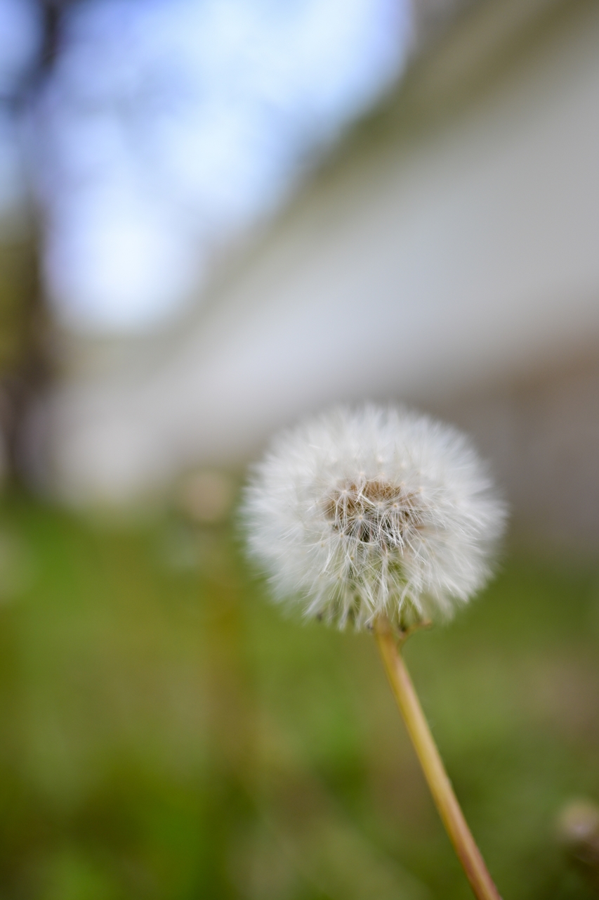 Nikon Z50II + NIKKOR Z DX 24mm f/1.7