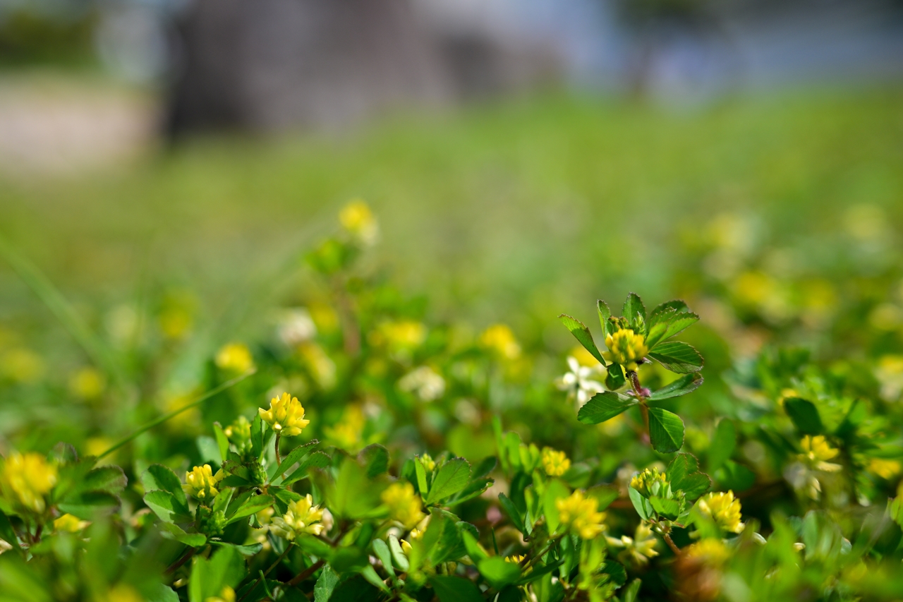 Nikon Z50II + NIKKOR Z DX 24mm f/1.7