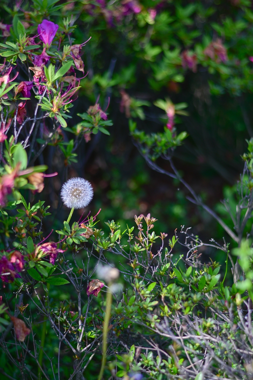 Nikon Z50II + AF-S NIKKOR 50mm F1.8G