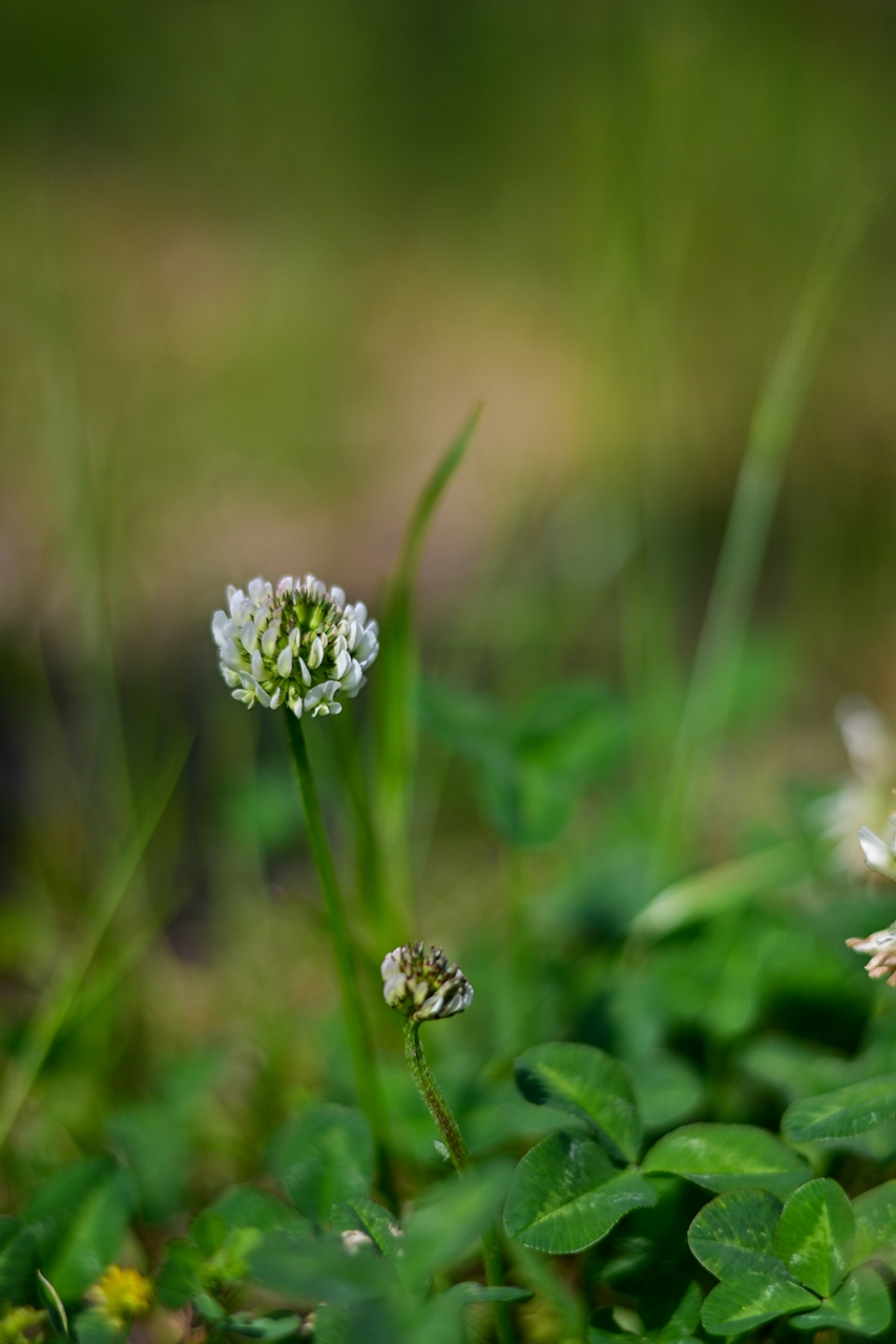 Nikon Z50II + AF-S NIKKOR 50mm F1.8G