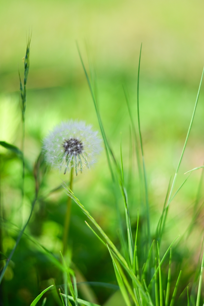 Nikon Z50II + AF-S NIKKOR 50mm F1.8G