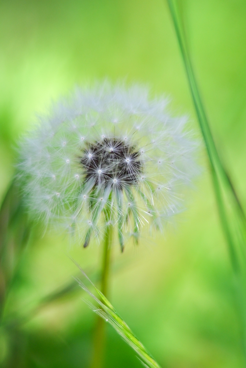 Nikon Z50II + AF-S NIKKOR 50mm F1.8G