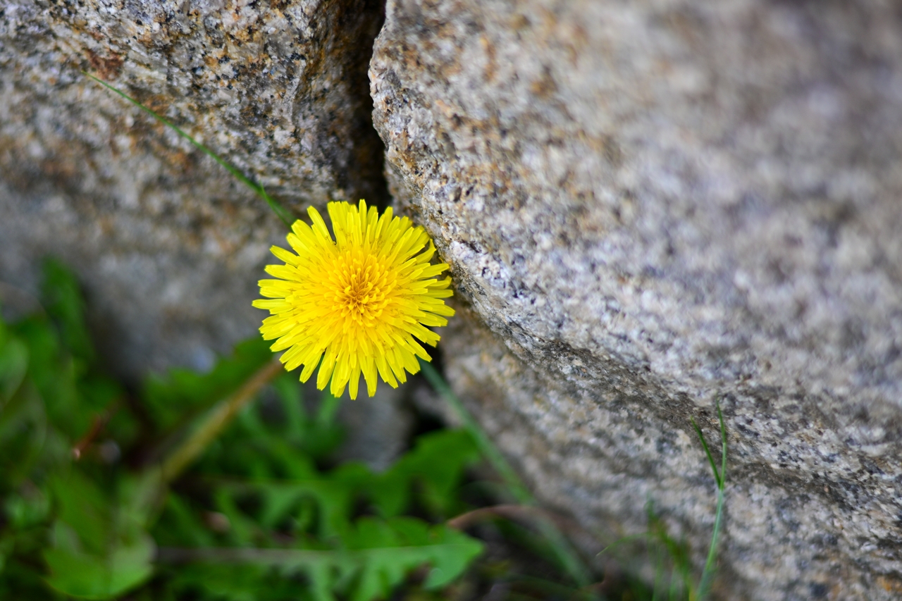 Nikon Z50II + AF-S NIKKOR 50mm F1.8G