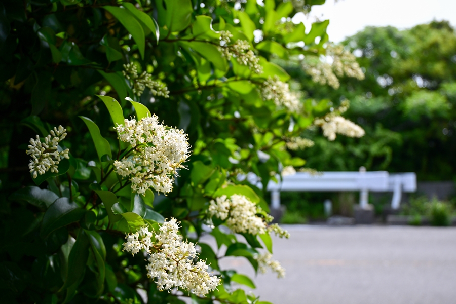Nikon Z50II + NIKKOR Z DX 16-50mm f3.5-6.3 VR