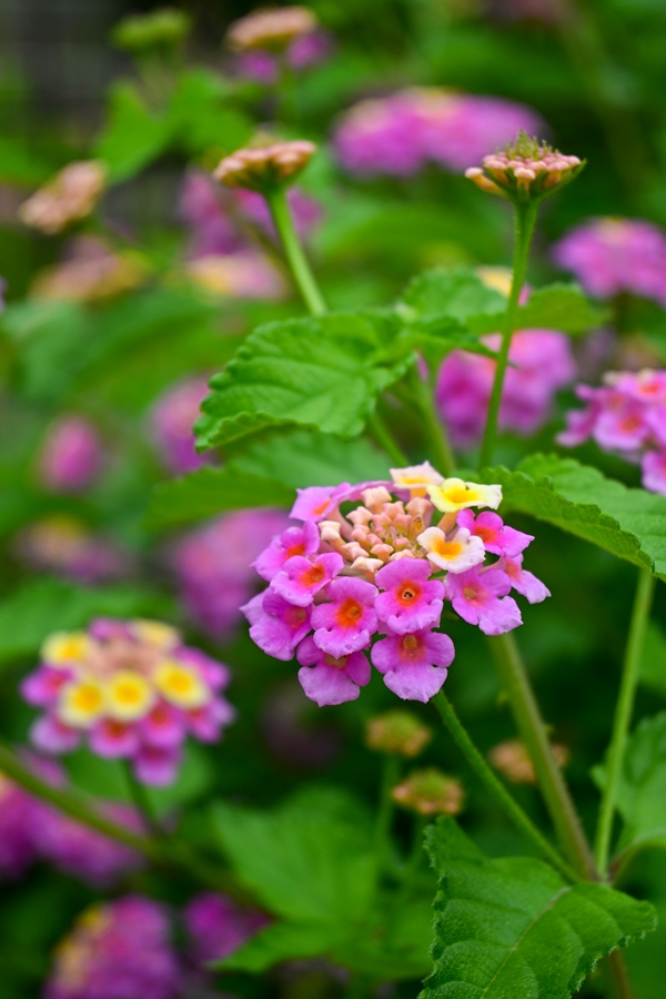 Nikon Z50II + NIKKOR Z DX 16-50mm f3.5-6.3 VR