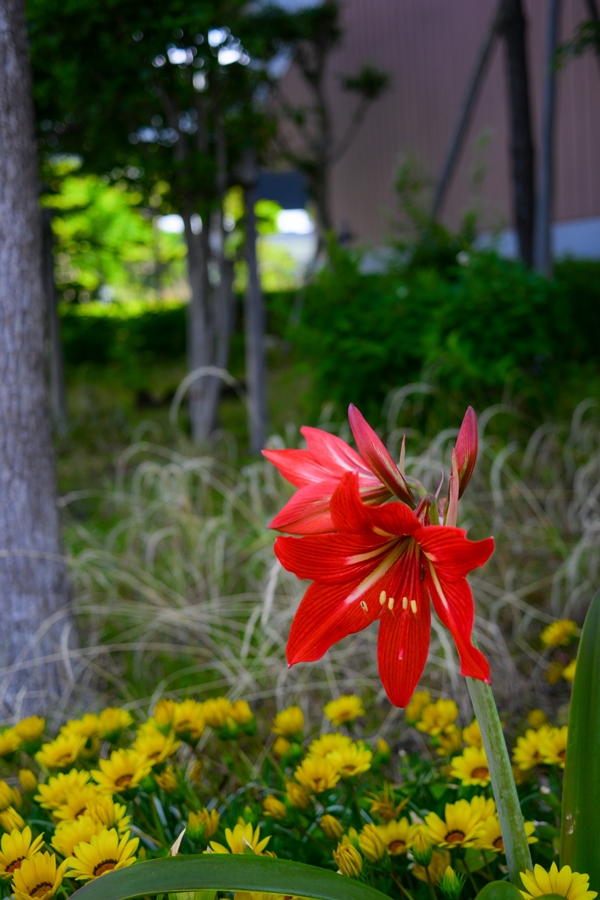 Nikon Zfc + NIKKOR Z 26mm f/2.8