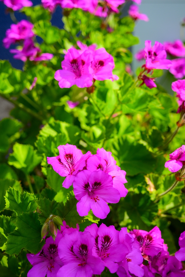 Nikon Zfc + NIKKOR Z 26mm f/2.8