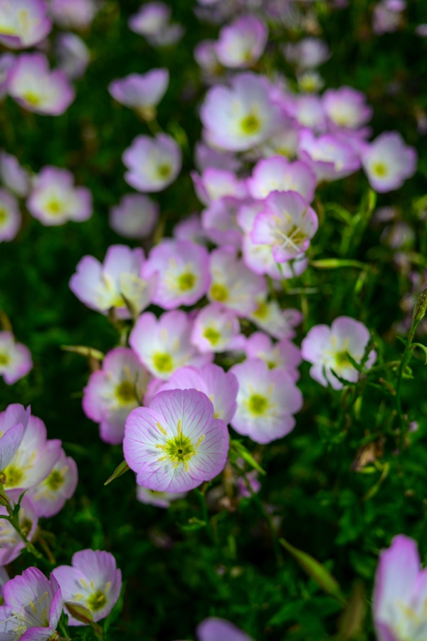 Nikon Zfc + NIKKOR Z 26mm f/2.8