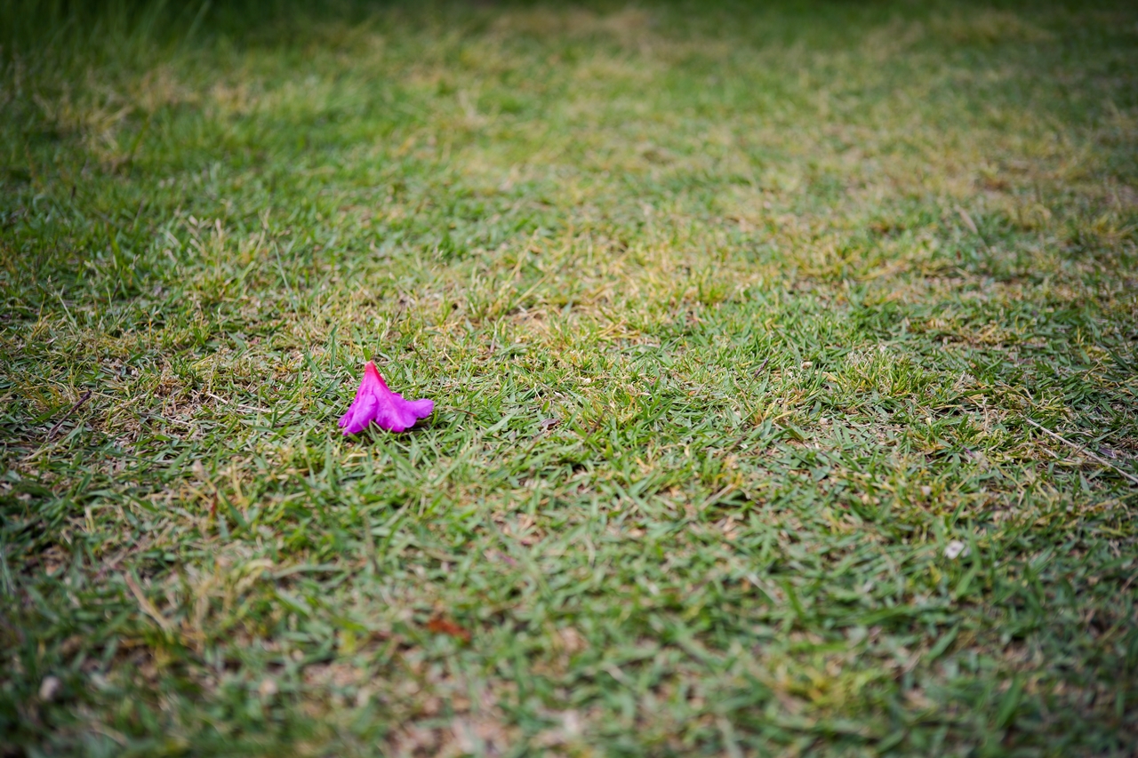 LUMIX S9 + Voigtlander Color-Skopar 35mm F3.5 Aspherical VM