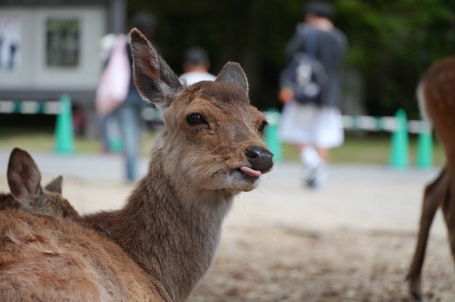 SONY α6700 + E 18-135mm f/3.5-5.6 OSS