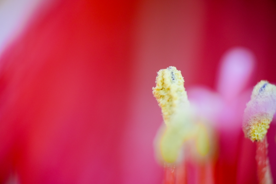 SONY α6700 + E 18-135mm f/3.5-5.6 OSS (RAYNOX DCR-250装着)