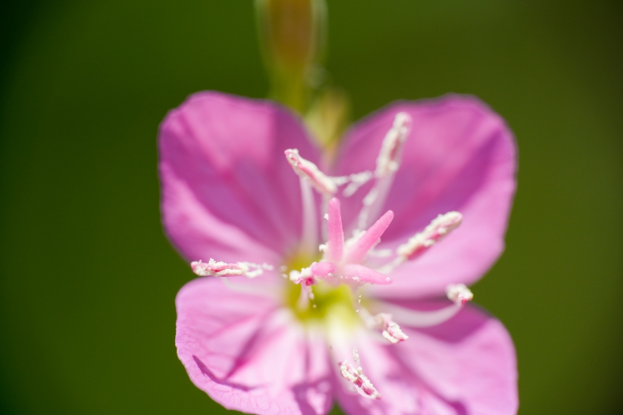 SONY α6700 + E 18-135mm f/3.5-5.6 OSS (RAYNOX DCR-250装着)