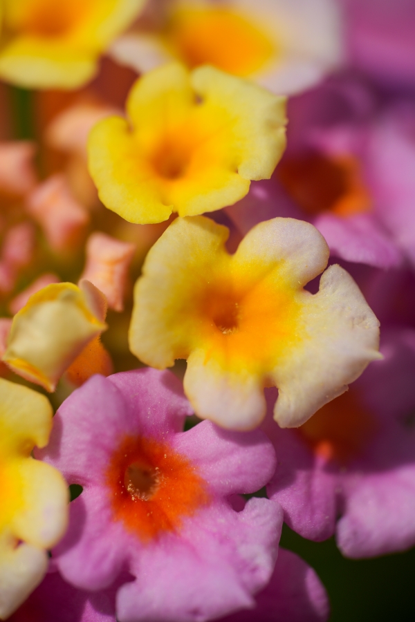 SONY α6700 + E 18-135mm f/3.5-5.6 OSS (RAYNOX DCR-250装着)