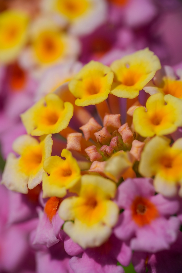 SONY α6700 + E 18-135mm f/3.5-5.6 OSS (RAYNOX DCR-250装着)