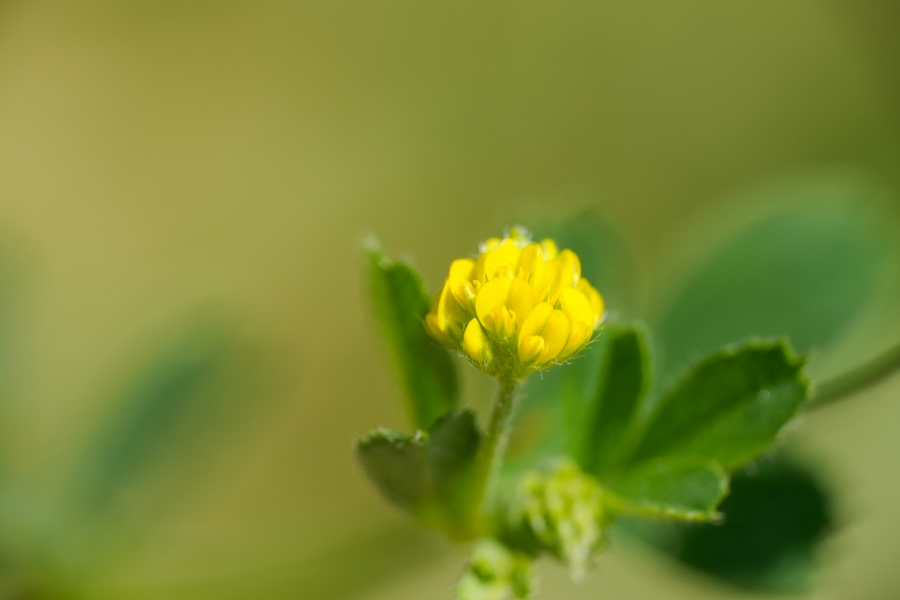 SONY α6700 + E 18-135mm f/3.5-5.6 OSS (RAYNOX DCR-250装着)