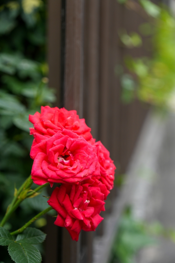 TAMRON 18-300mm F/3.5-6.3 Di III-A VC VXD