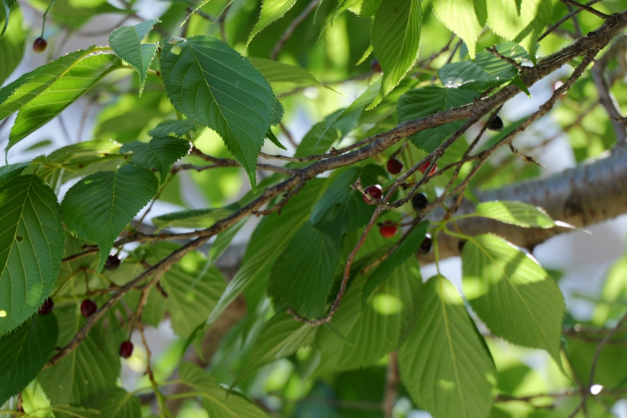 LUMIX S9 + LUMIX S 28-200mm F4-7.1 MACRO O.I.S