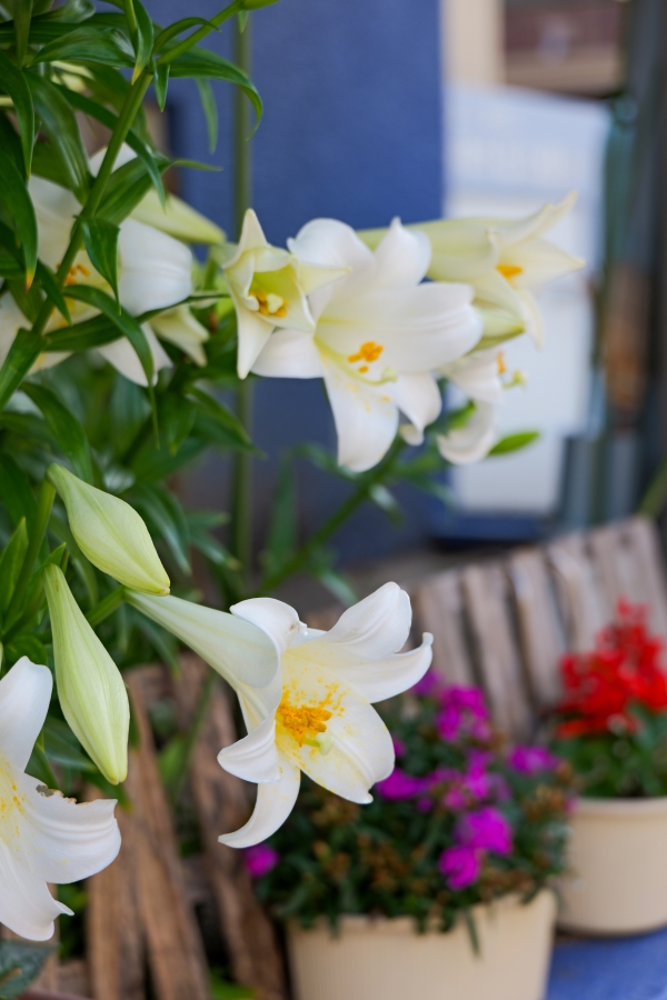 LUMIX S9 + LUMIX S 28-200mm F4-7.1 MACRO O.I.S