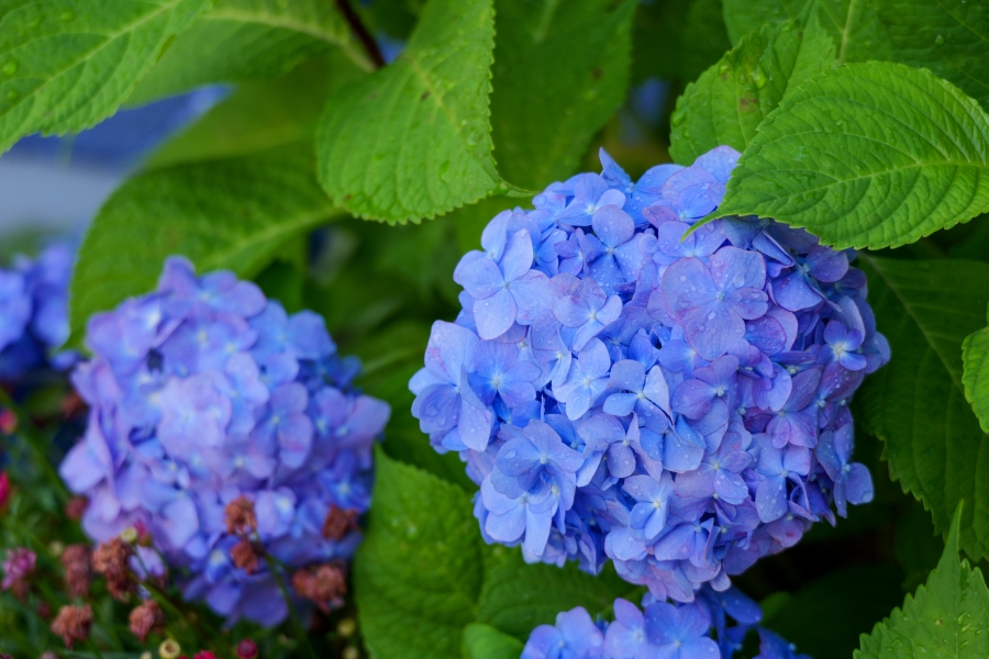 LUMIX S9 + LUMIX S 28-200mm F4-7.1 MACRO O.I.S