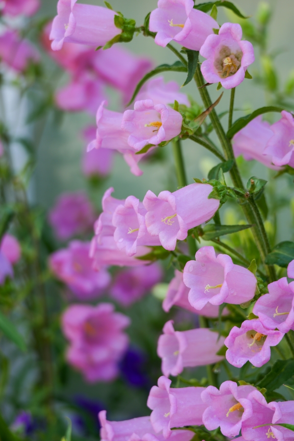 LUMIX S9 + LUMIX S 28-200mm F4-7.1 MACRO O.I.S