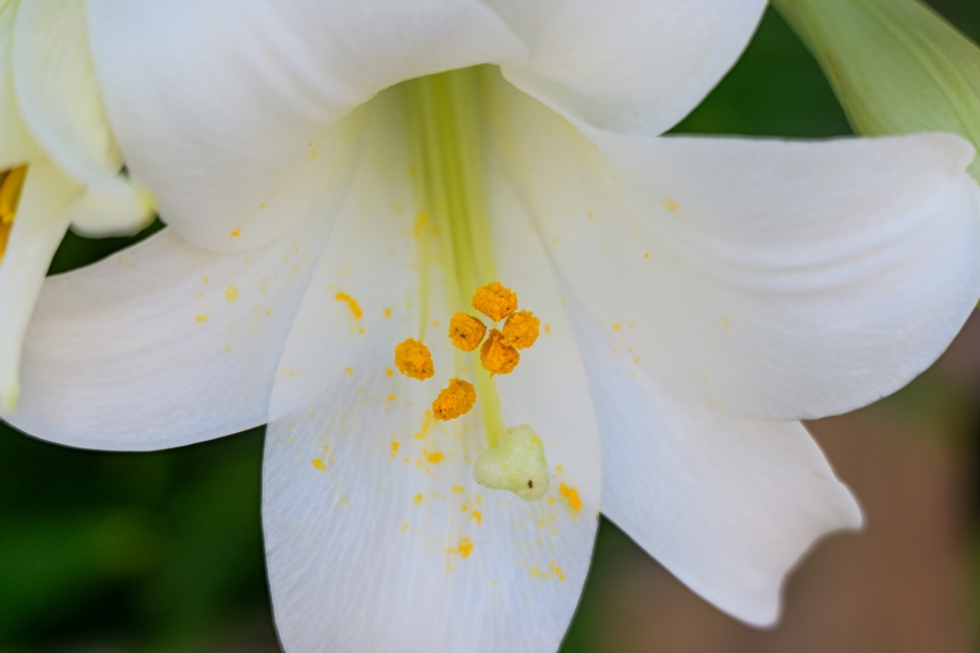 LUMIX S9 + LUMIX S 28-200mm F4-7.1 MACRO O.I.S