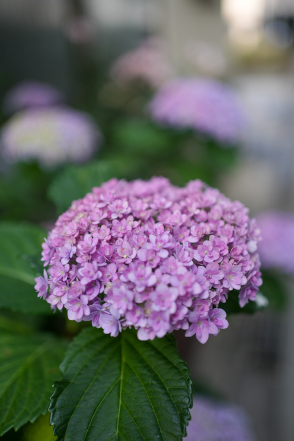 SONY α7CR + FE 35mm F1.8