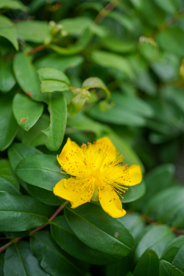 SONY α7CR + FE 35mm F1.8