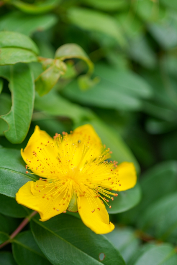 SONY α7CR + FE 35mm F1.8