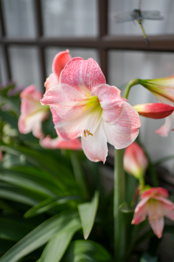 SONY α7CR + FE 35mm F1.8