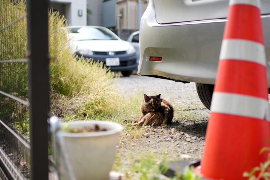 SONY α7CR + FE 35mm F1.8(APS-Cクロップ)