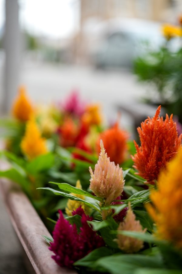 SONY α7CR + FE 24-50mm F2.8 G