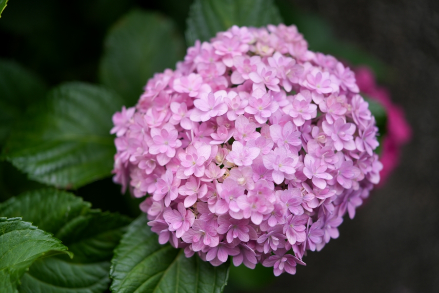 SONY α7CR + FE 24-50mm F2.8 G