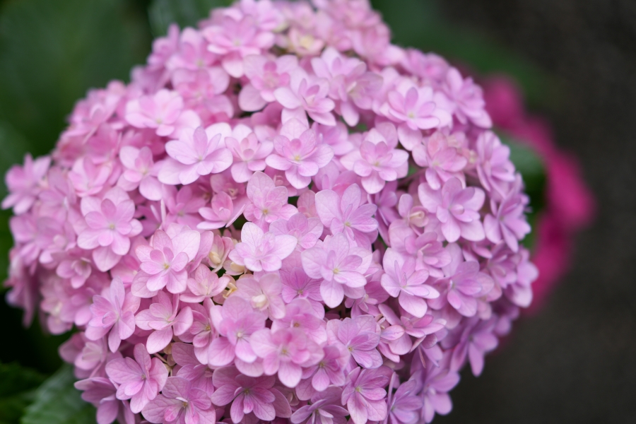 SONY α7CR + FE 24-50mm F2.8 G