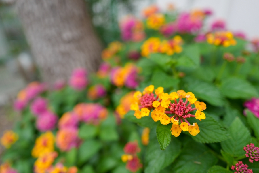 SONY α7CR + FE 24-50mm F2.8 G