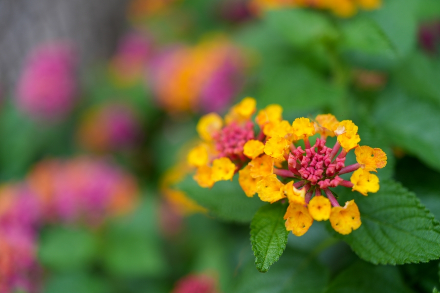 SONY α7CR + FE 24-50mm F2.8 G