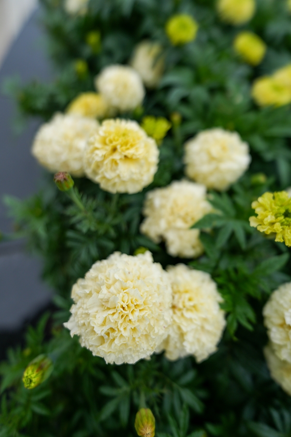 SONY α7CR + FE 16mm F1.8 G
