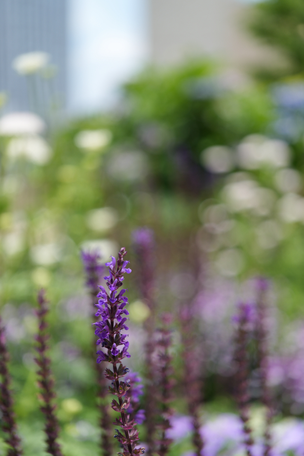 SONY α7CR + FE 24-50mm F2.8 G