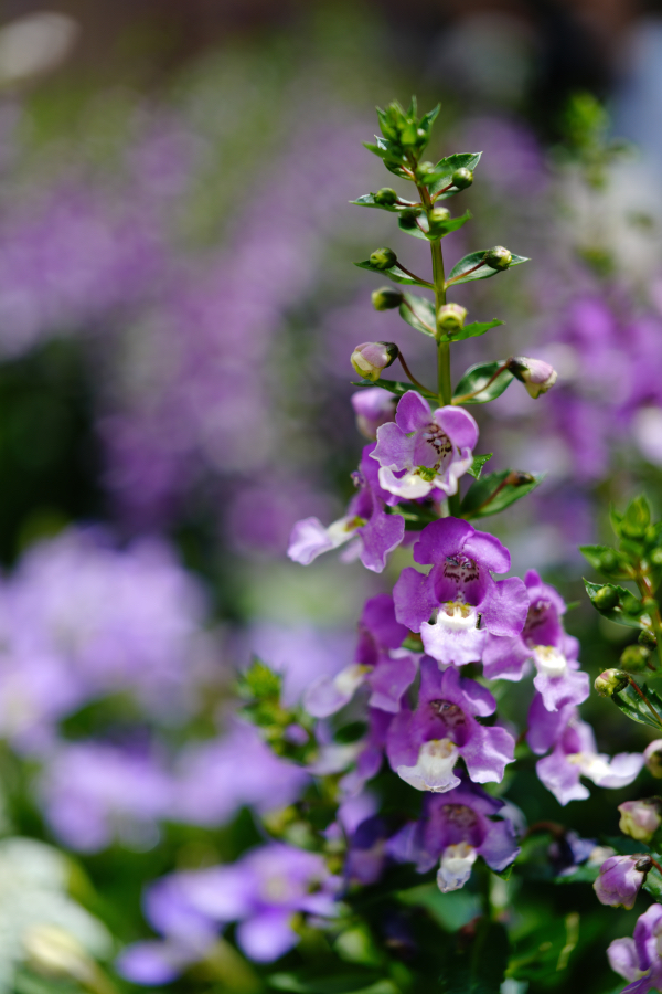 SONY α7CR + FE 24-50mm F2.8 G