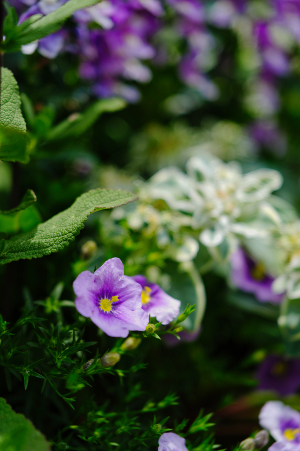 SONY α7CR + FE 24-50mm F2.8 G
