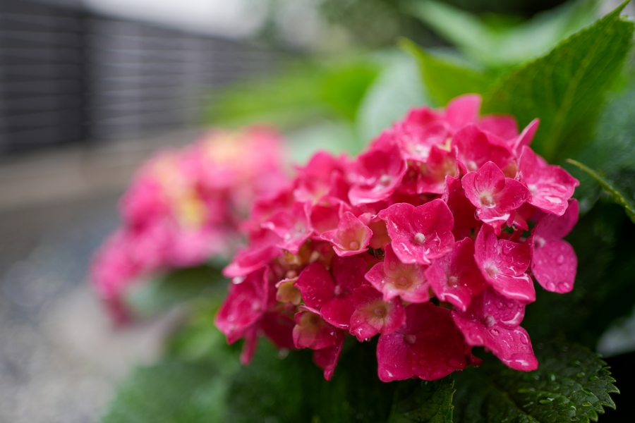 SONY α7CR + FE 35mm F1.8