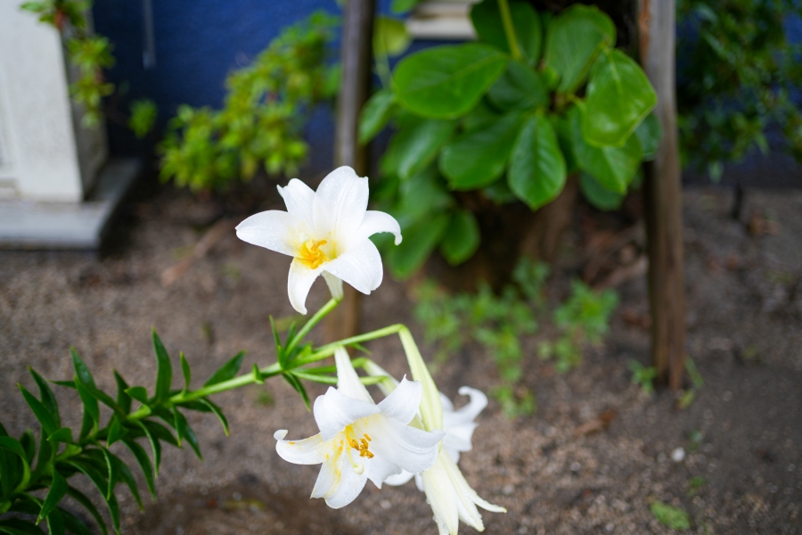 SONY α7CR + FE 35mm F1.8