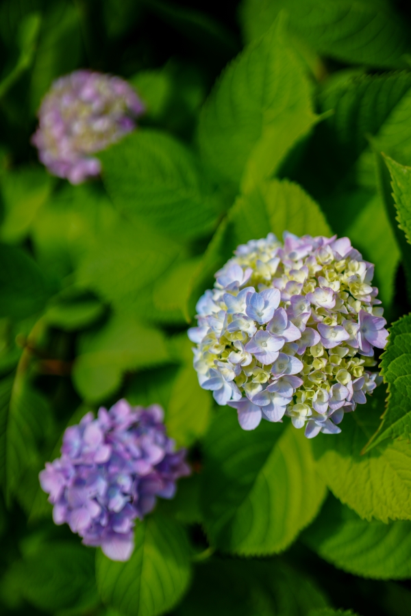SONY α7CR + FE 35mm F1.8
