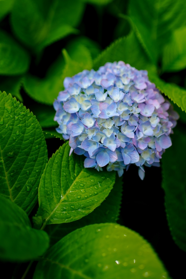 SONY α7CR + FE 35mm F1.8