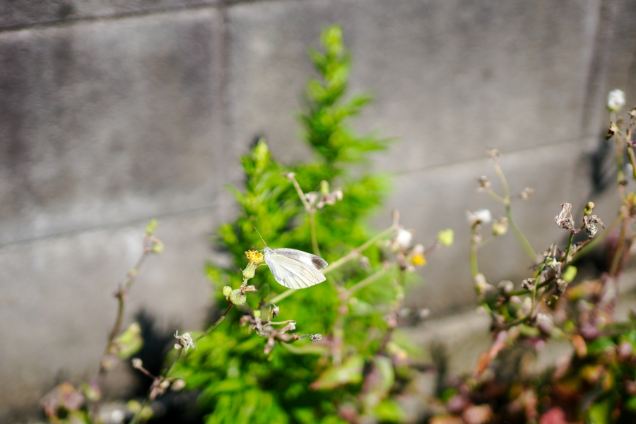 SONY α7CR + FE 35mm F1.8